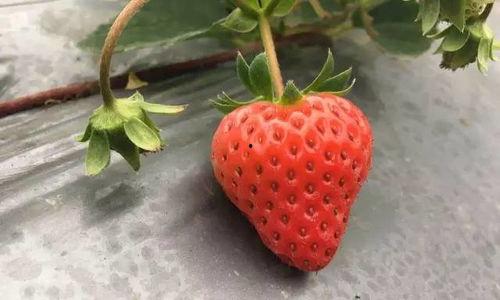 国产视频草莓